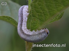 larve (2044*1533)